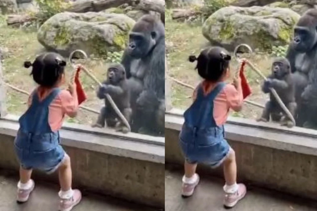 Viral Video