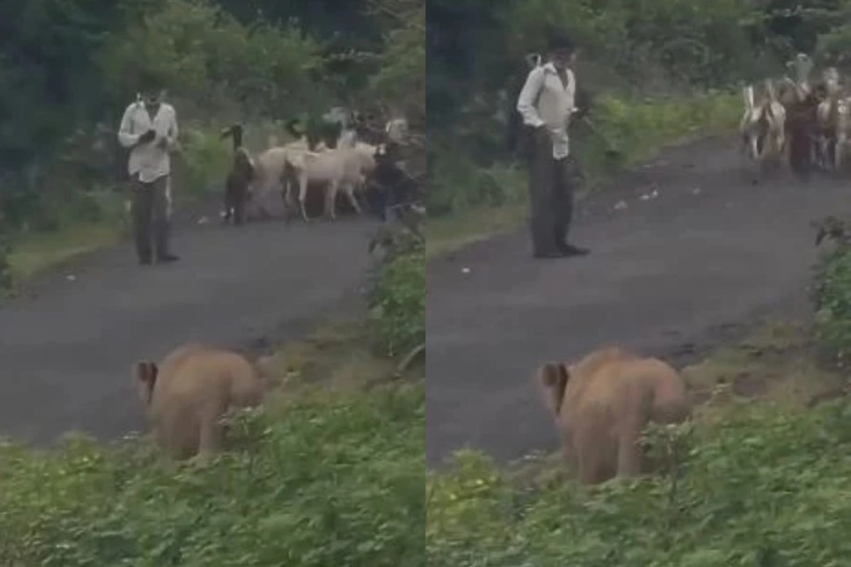 Viral Video